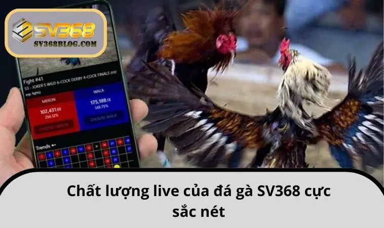 Chất lượng live của đá gà SV368 cực sắc nét